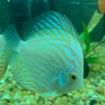 White Butterfly Discus, Yellow Base photo review
