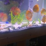 Wild-Caught Brown Red Jacarecappa Discus photo review