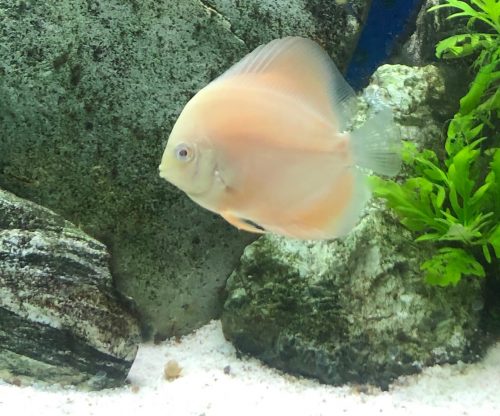 Albino Millennium Gold Discus, Solid photo review