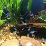 Neon Tetra - 16 pack photo review