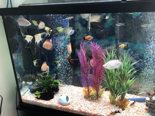 Orange Melon Discus photo review