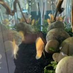 Golden Lollipop Discus photo review