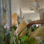 Golden Lollipop Discus photo review