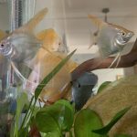 Golden Lollipop Discus photo review