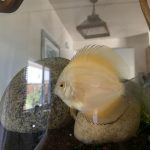 Golden Lollipop Discus photo review