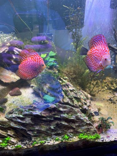 Red Eagle Discus, Honeycomb Pattern photo review