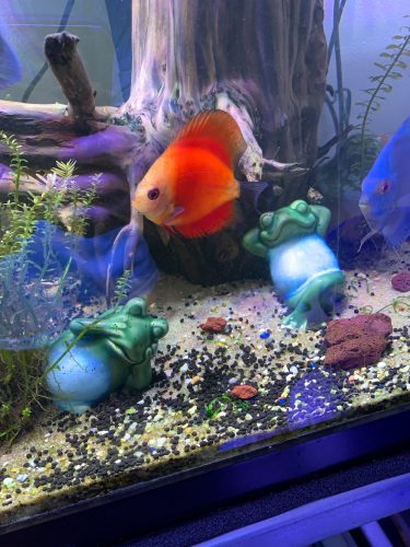 Fiamma Rossa Discus photo review