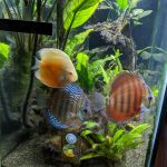 Red F1 Heckel x Alenquer Discus photo review