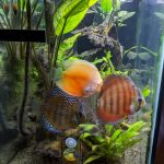 Red F1 Heckel x Alenquer Discus photo review