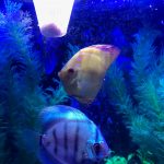 Striated Cobalt Discus photo review