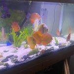 Wild-Caught Brown Red Jacarecappa Discus photo review