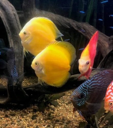 Golden Lollipop Discus photo review