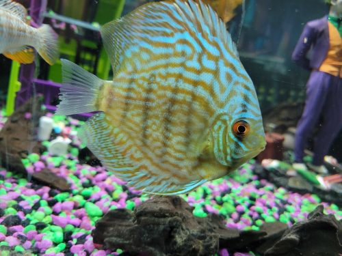 Brilliant Blue Turquoise Discus, Thick-Lined photo review