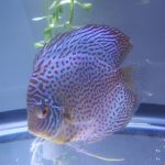 Blue Mosaic Leopard Discus, Proven Breeding Pair photo review