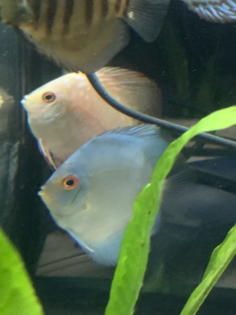 blue diamond discus blue diamond discus