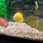 Golden Lollipop Discus photo review