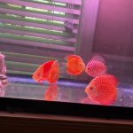 Albino Rafflesia Discus photo review