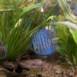 German Red Turquoise Discus, Blue Base photo review