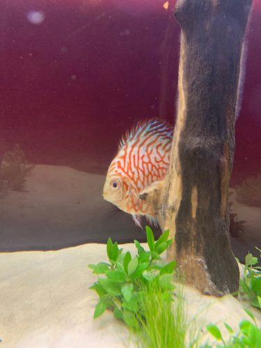 Super Carnation Checkerboard Pigeon Discus, Thick Line photo review