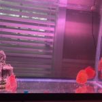 Albino Rafflesia Discus photo review