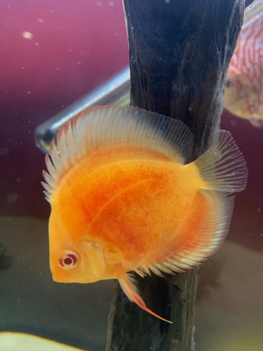 Albino Red Diamond Discus photo review