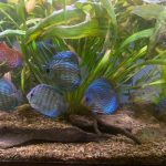 German Red Turquoise Discus, Blue Base photo review