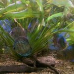 German Red Turquoise Discus, Blue Base photo review