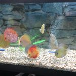 Golden Lollipop Discus photo review