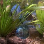 German Red Turquoise Discus, Blue Base photo review