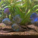 German Red Turquoise Discus, Blue Base photo review