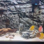Golden Pigeon Leopard Discus, White Base photo review