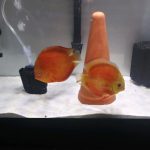 Red Cover Discus, Proven Breeding Pair photo review