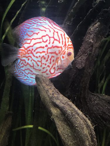 Super Carnation Checkerboard Pigeon Discus, Thick Line photo review