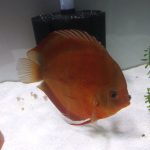 Red Cover Discus, Proven Breeding Pair photo review