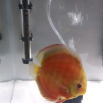Red Cover Discus, Proven Breeding Pair photo review