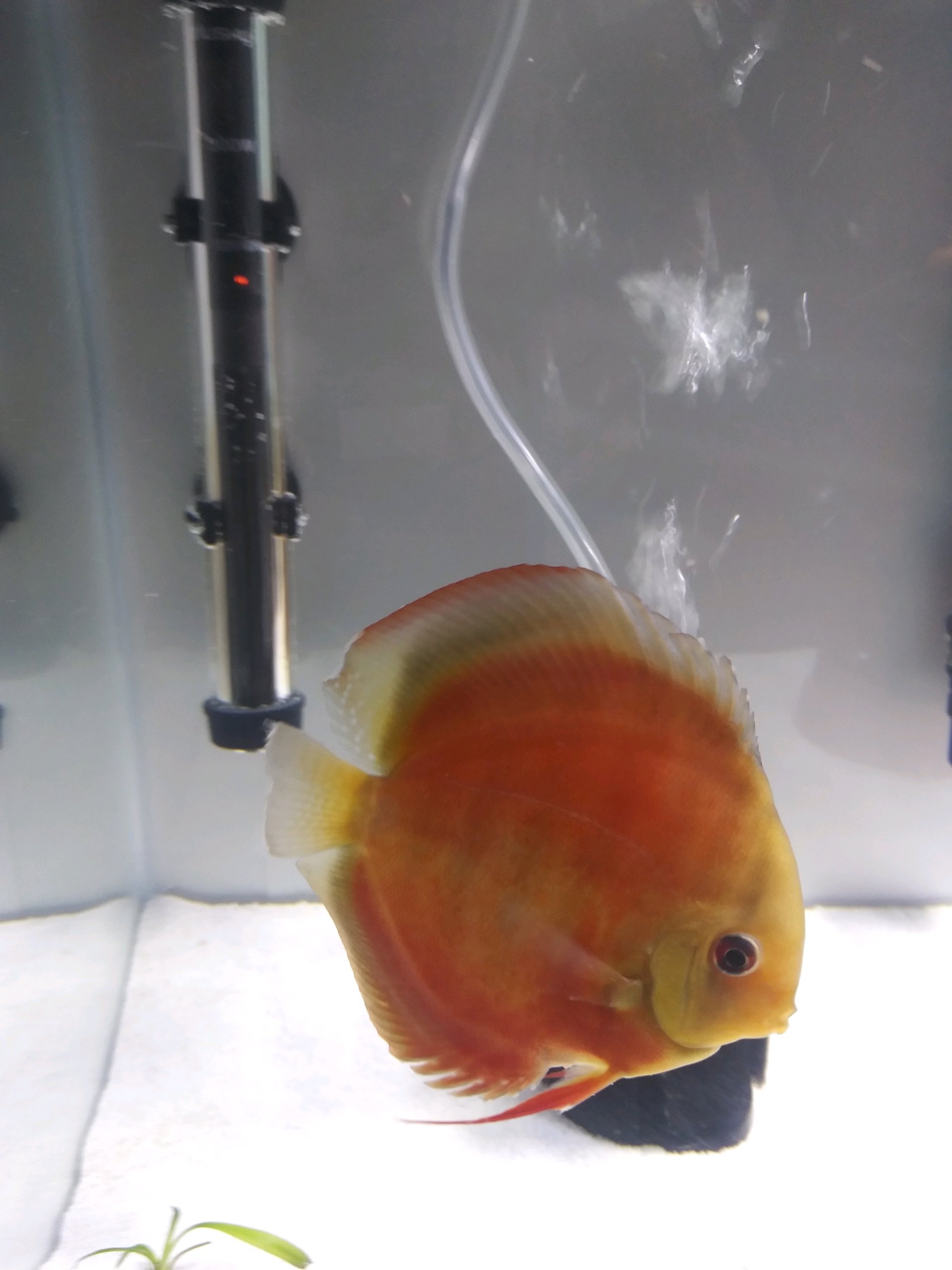 Red Cover Discus, Proven Breeding Pair