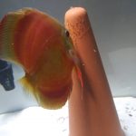 Red Cover Discus, Proven Breeding Pair photo review