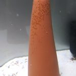 Red Cover Discus, Proven Breeding Pair photo review