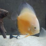 Orange Melon Discus photo review