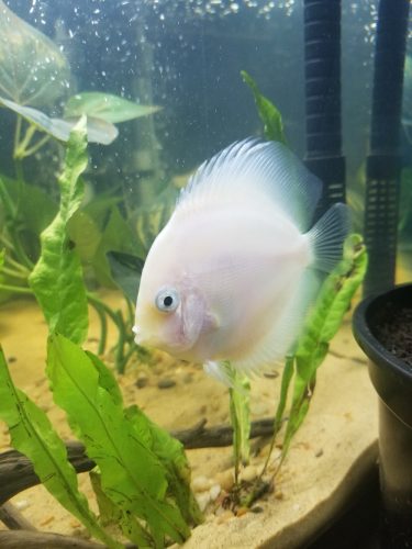 Snow White Discus photo review