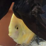 Golden Lollipop Discus photo review