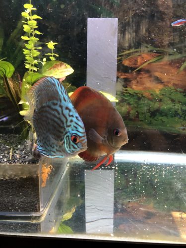 Rose Red Discus, Dark Base photo review