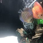 Golden Leopard Discus, Light Base photo review