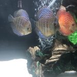Golden Leopard Discus, Light Base photo review