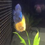 Golden Lollipop Discus photo review
