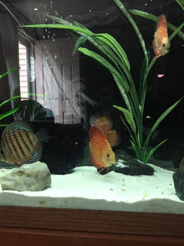 Orange Snow Leopard Discus photo review