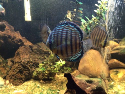 Wild-Caught Royal Blue Discus photo review