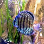 Wild Trombeta Blue Royal Discus photo review