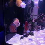 Golden Lollipop Discus photo review