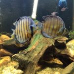 F1 Tefe Red-Spotted Green Discus photo review